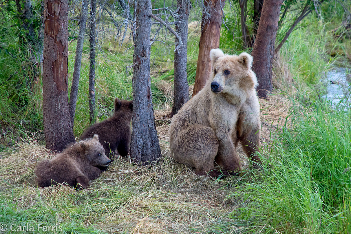 Grazer (128) & cubs