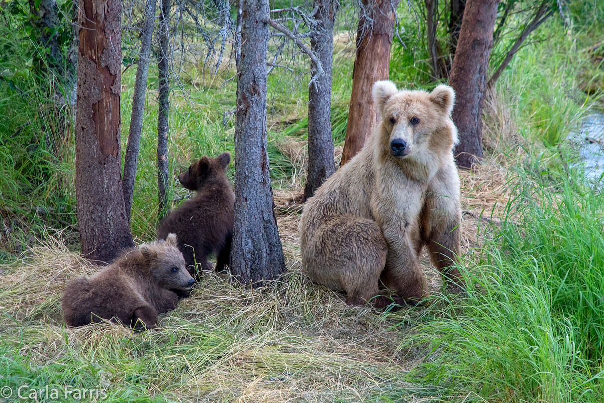 Grazer (128) & cubs