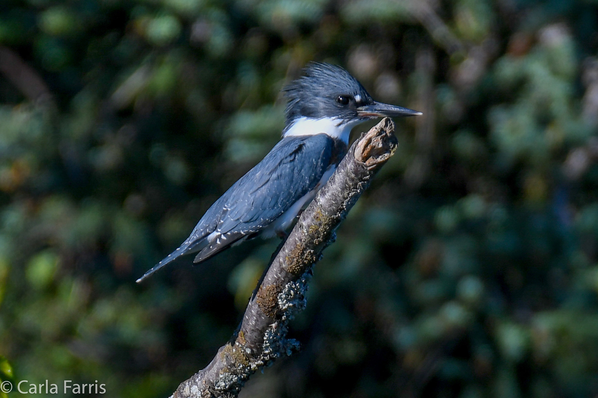 Kingfisher