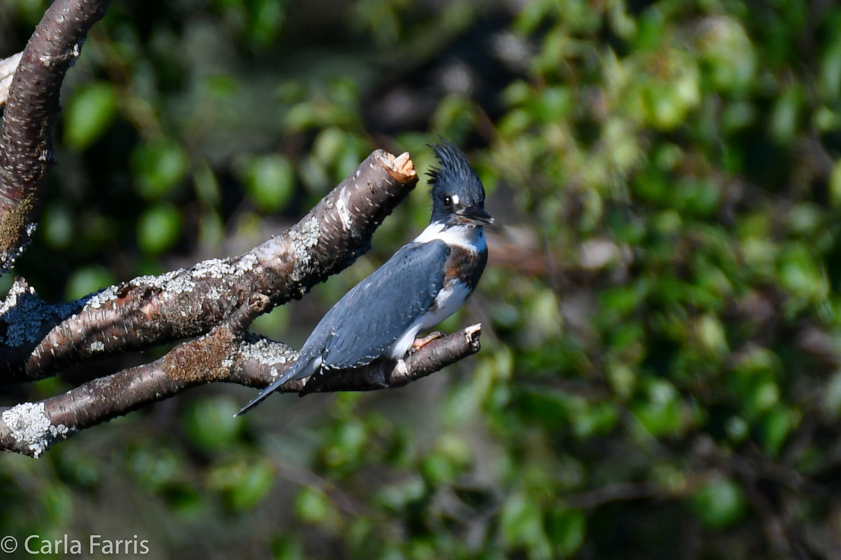 Kingfisher