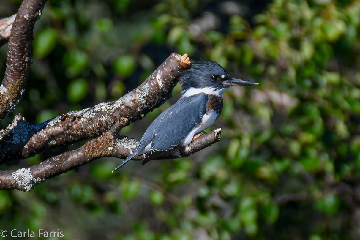 Kingfisher