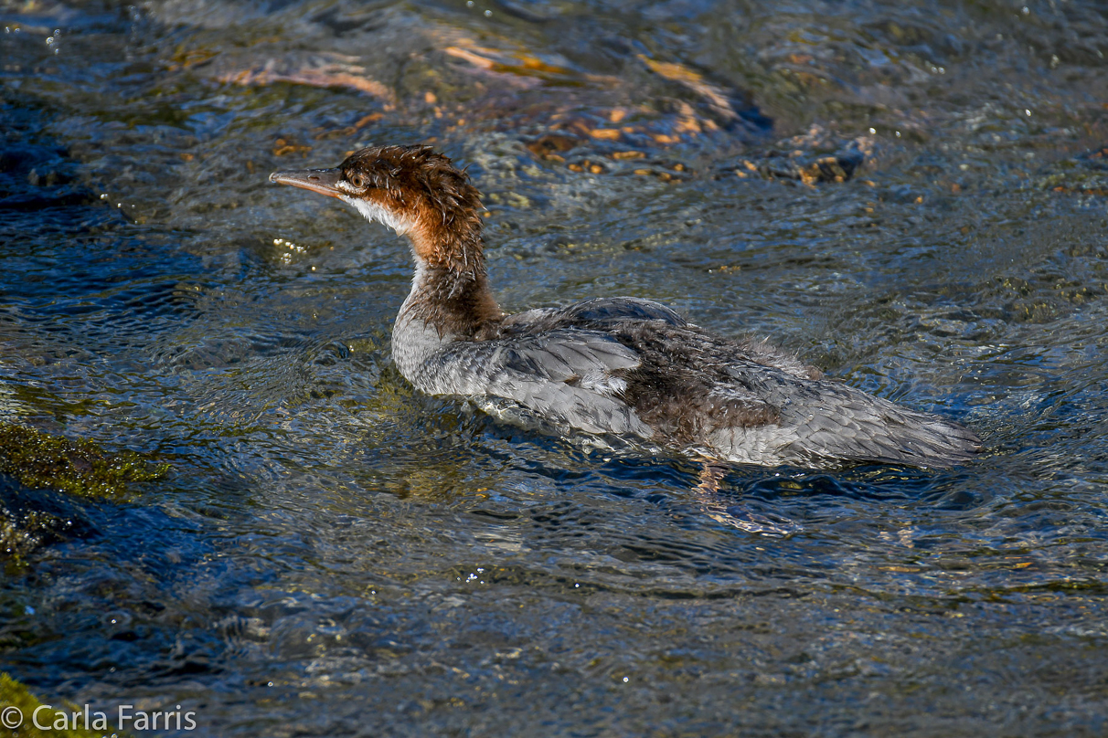 Common Merganser