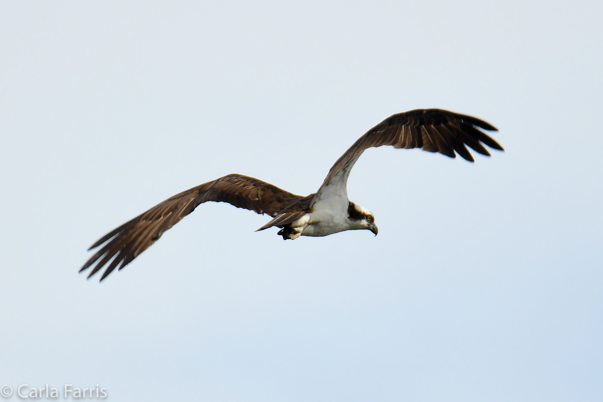 Osprey