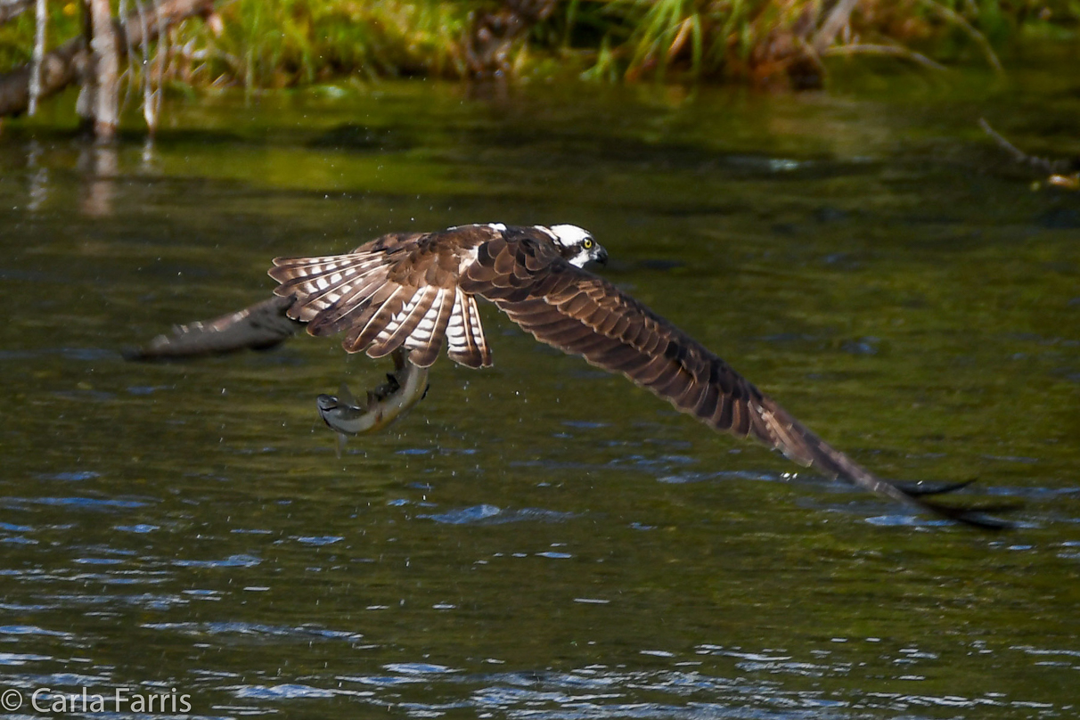 Osprey