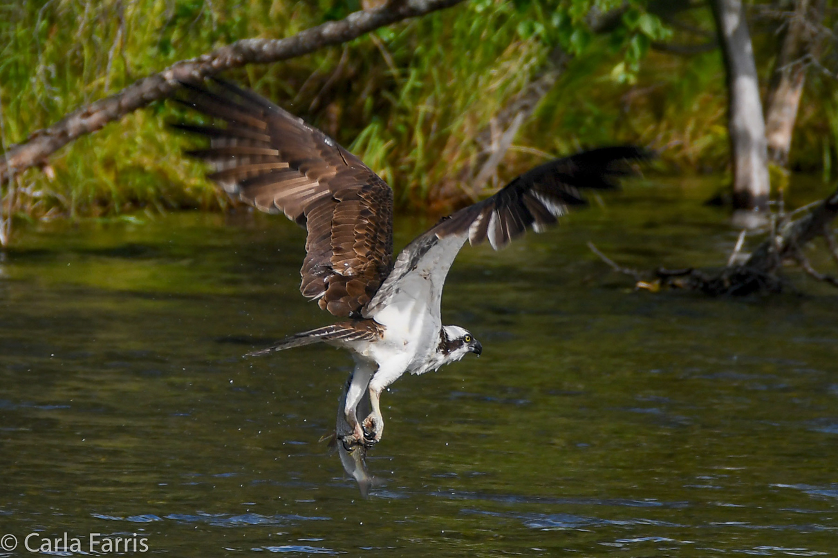 Osprey