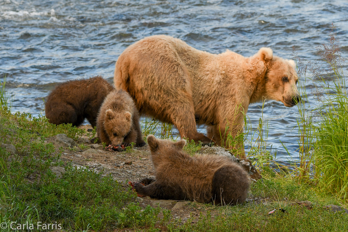 Grazer (128) & cubs