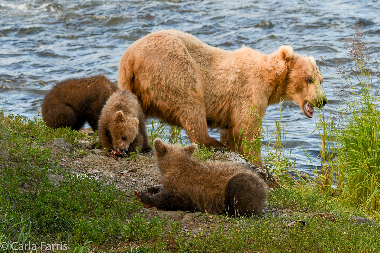 Grazer (128) & cubs