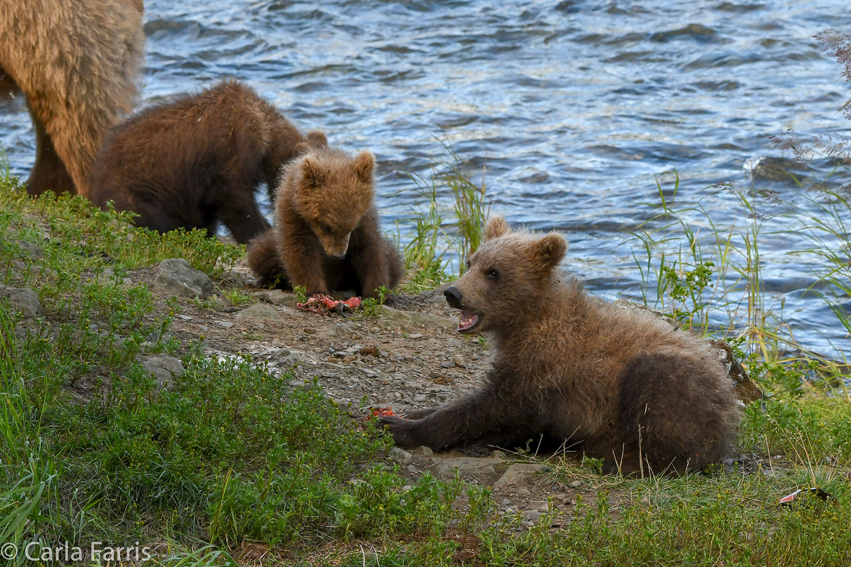 Grazer (128) cub(s)