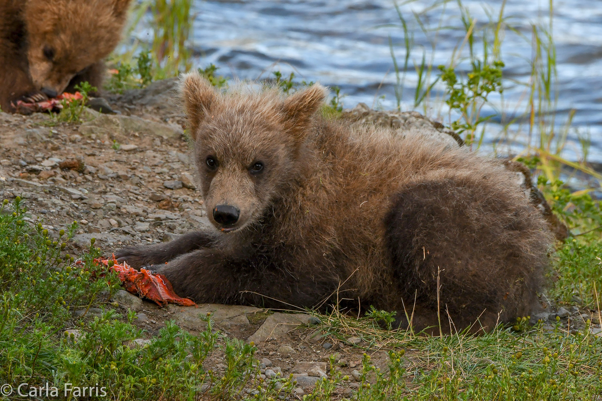 Grazer (128) cub(s)