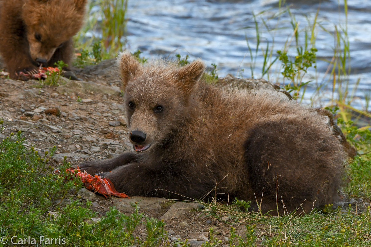 Grazer (128) cub(s)