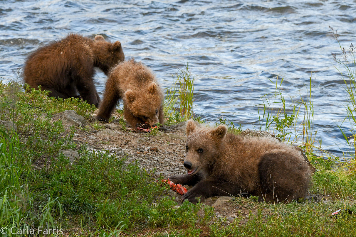 Grazer (128) cub(s)