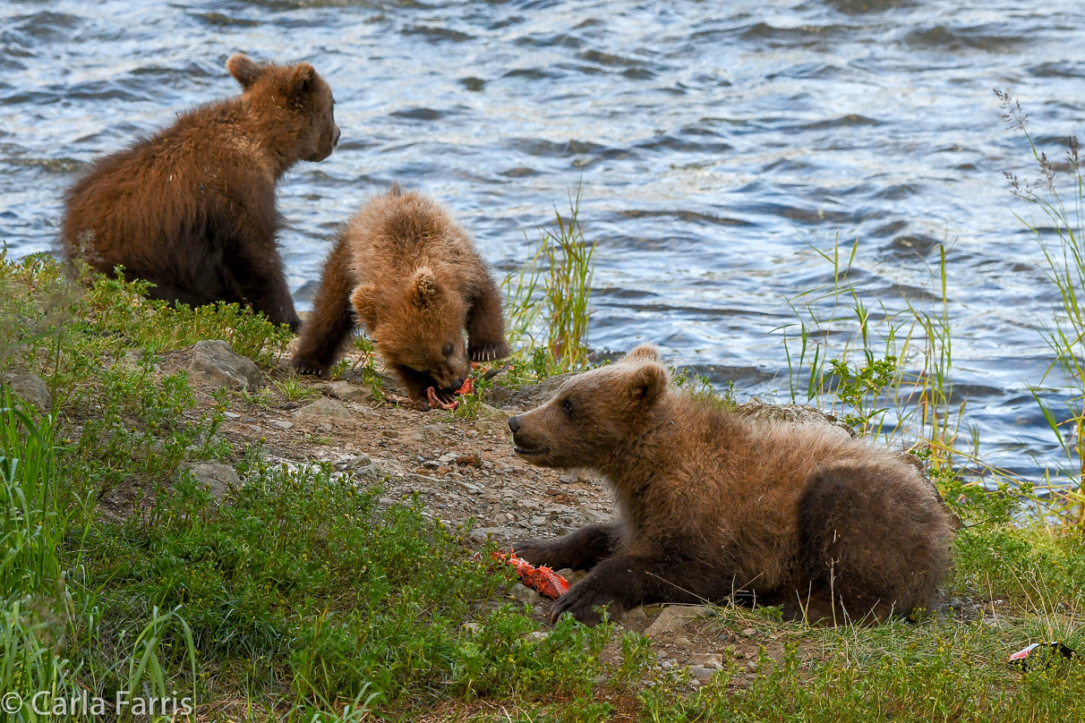 Grazer (128) cub(s)