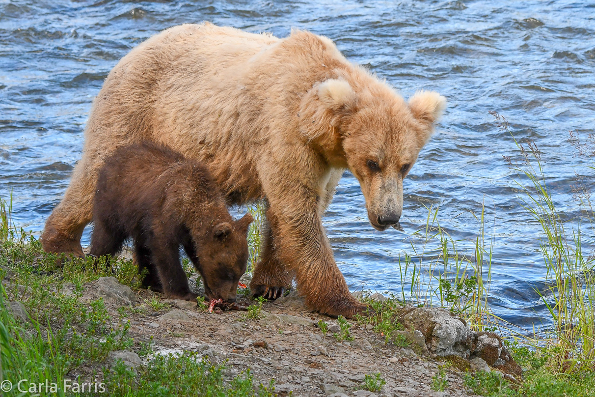 Grazer (128) & cubs