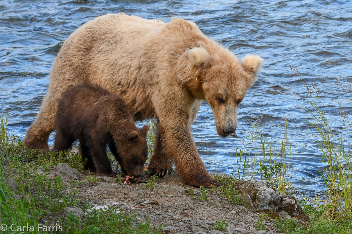 Grazer (128) & cubs