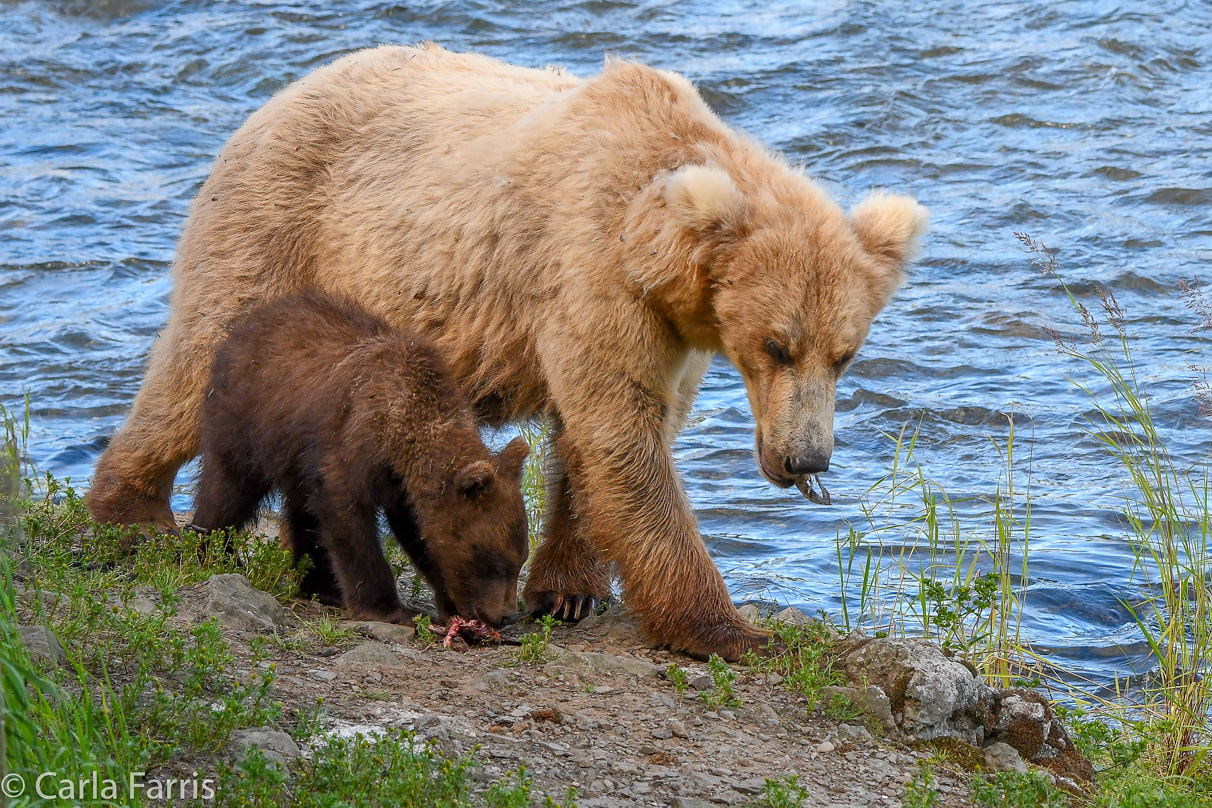 Grazer (128) & cubs