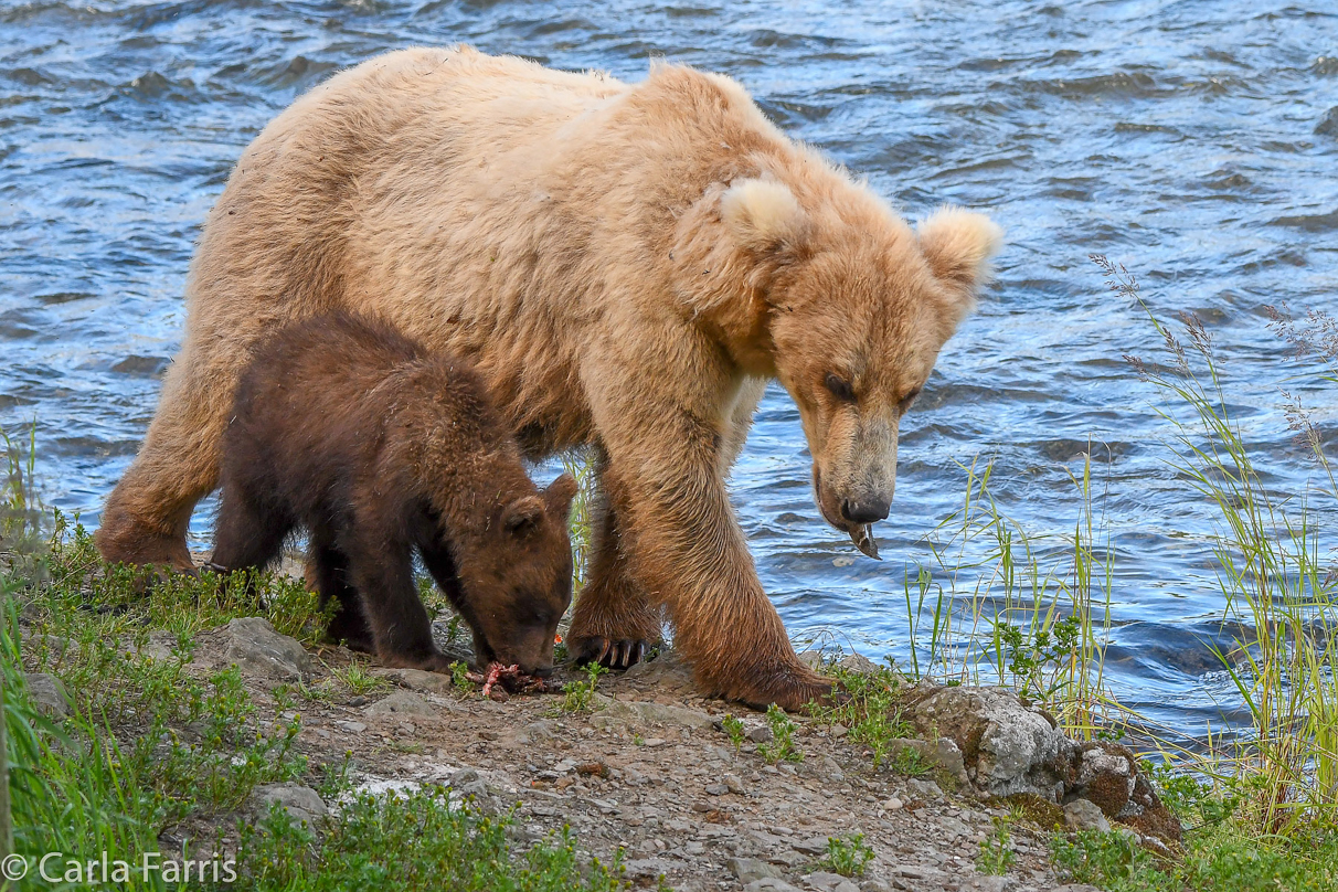 Grazer (128) & cubs