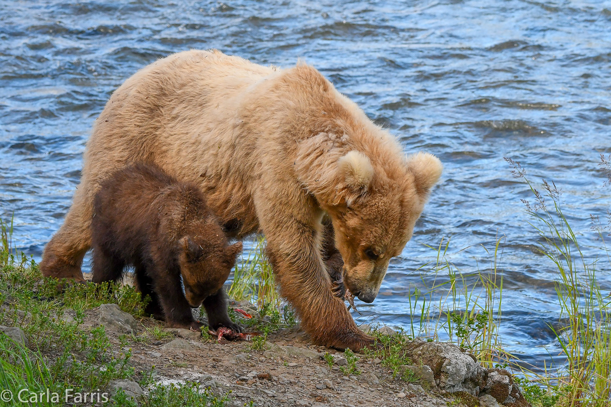 Grazer (128) & cubs