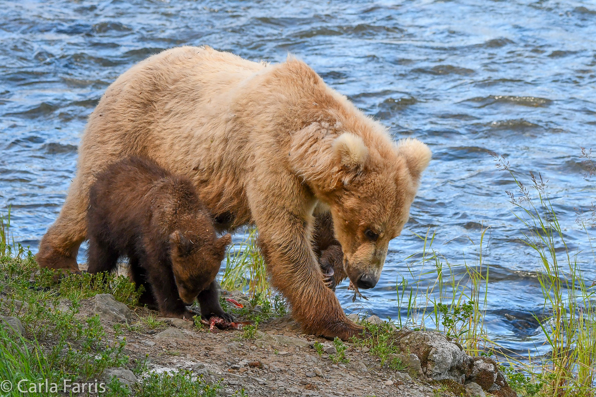 Grazer (128) & cubs