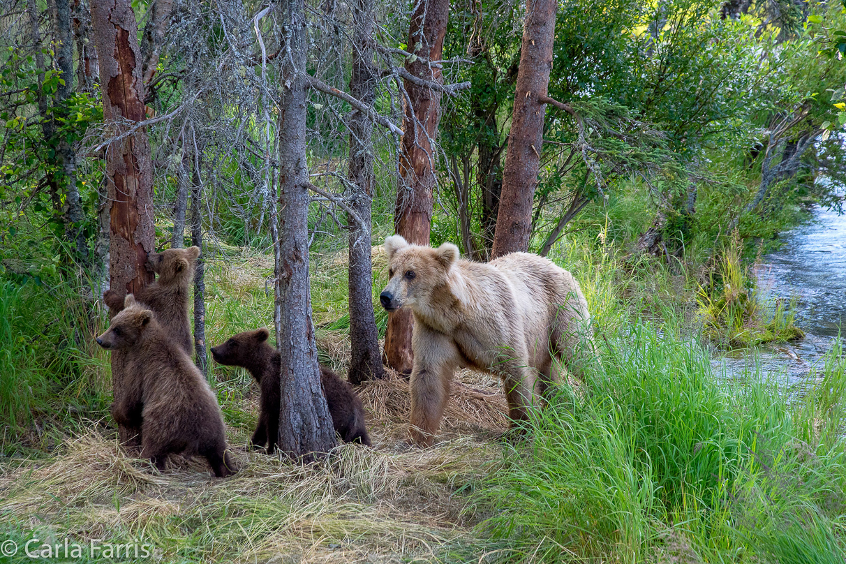 Grazer (128) & cubs