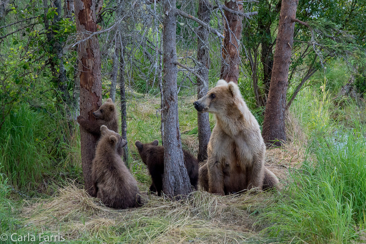 Grazer (128) & cubs