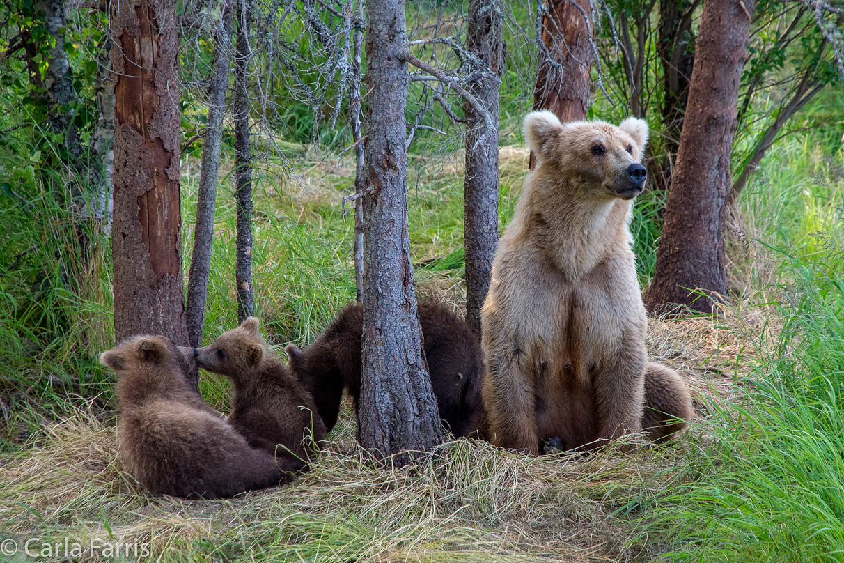 Grazer (128) & cubs