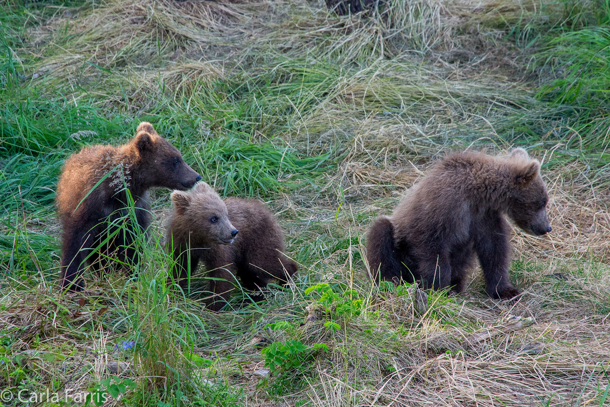 Grazer (128) cub(s)