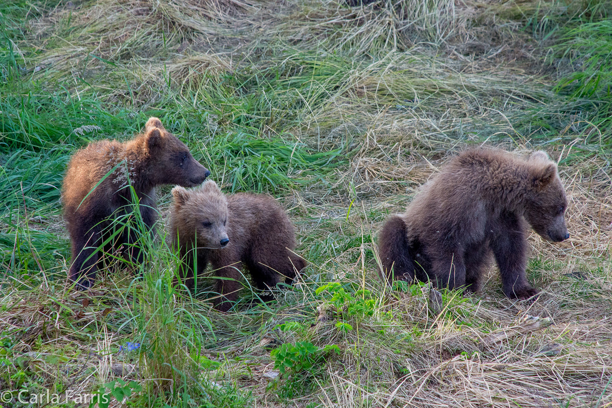 Grazer (128) cub(s)