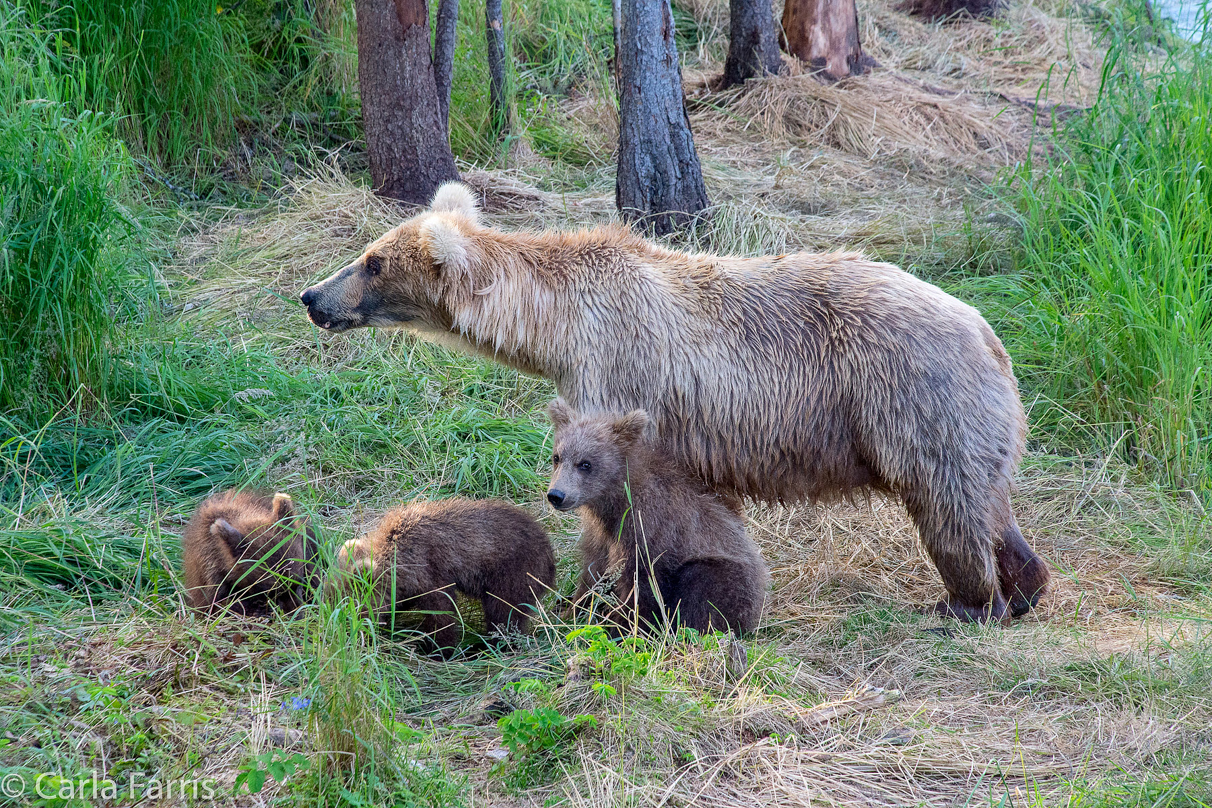 Grazer (128) & cubs