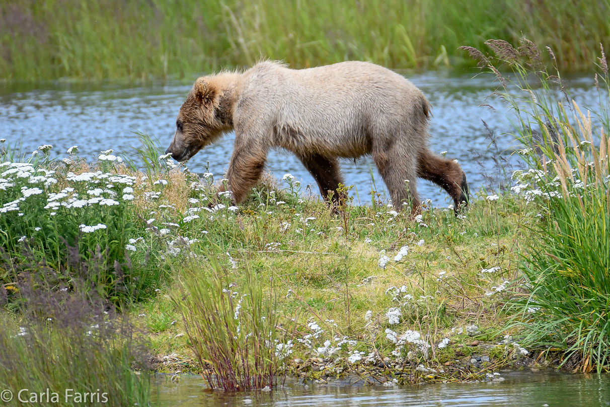 273's cub (aka Velcro)