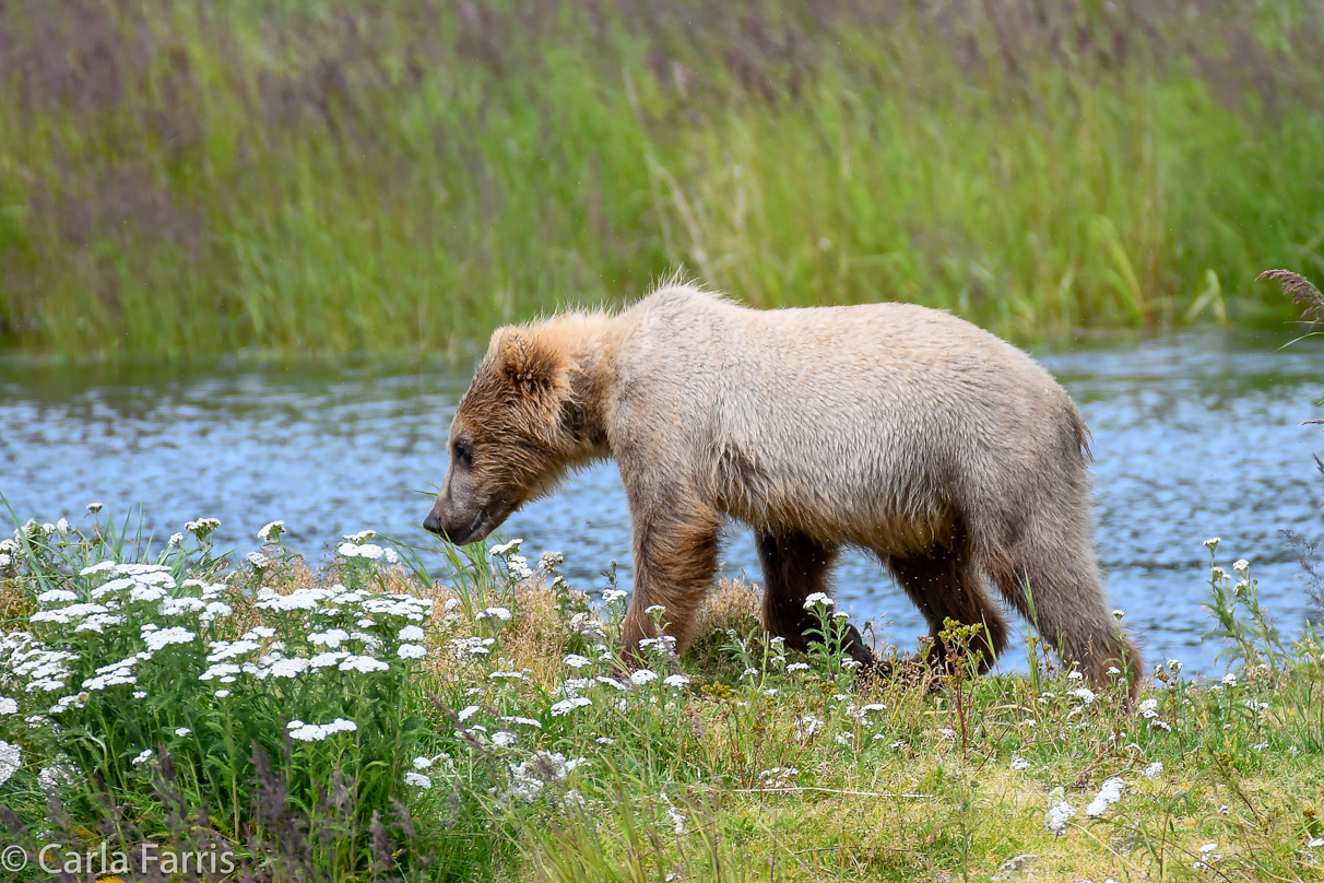 273's cub (aka Velcro)