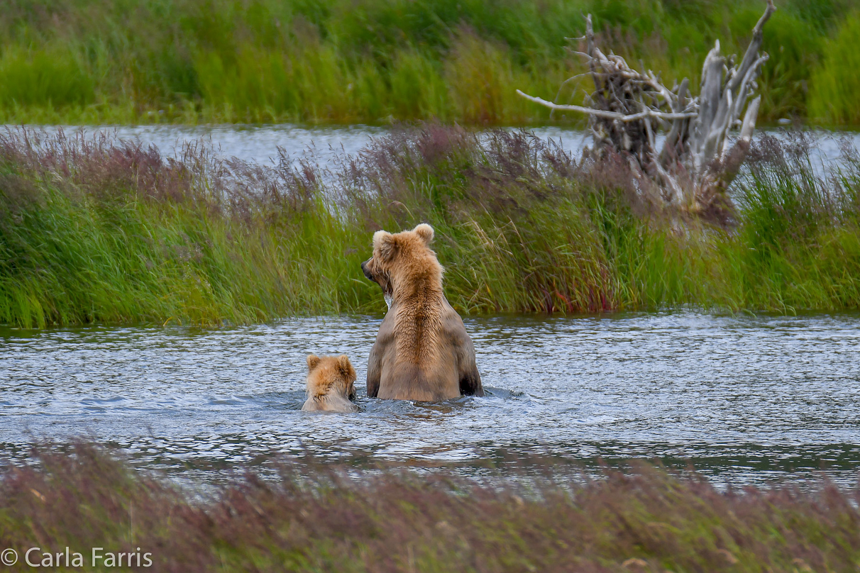 273 & cub (aka Velcro)