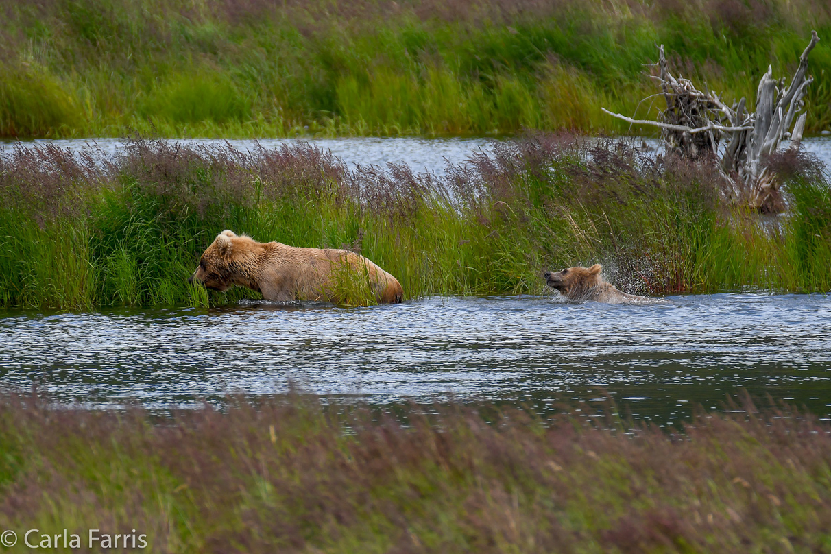 273 & cub (aka Velcro)