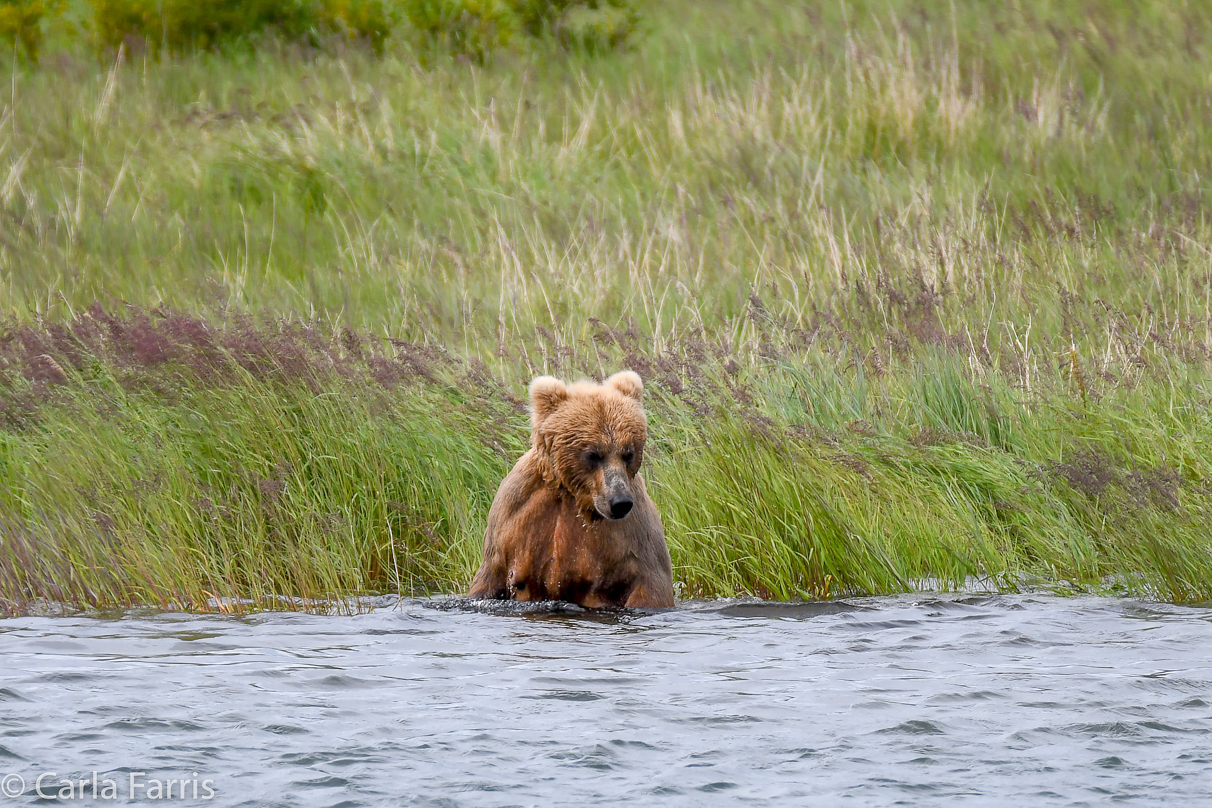 273 & cub (aka Velcro)