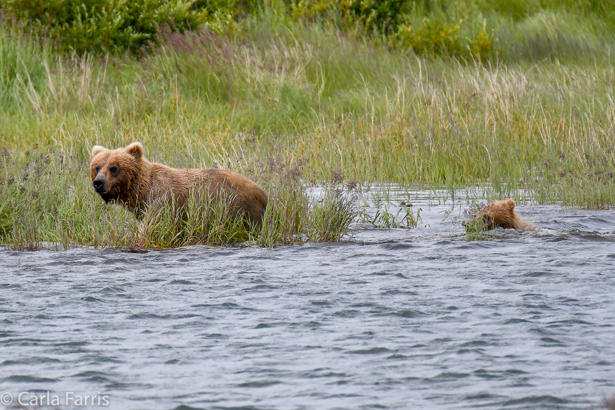 273 & cub (aka Velcro)