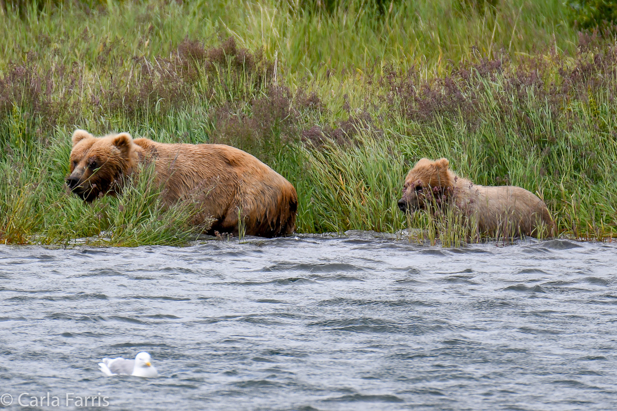 273 & cub (aka Velcro)