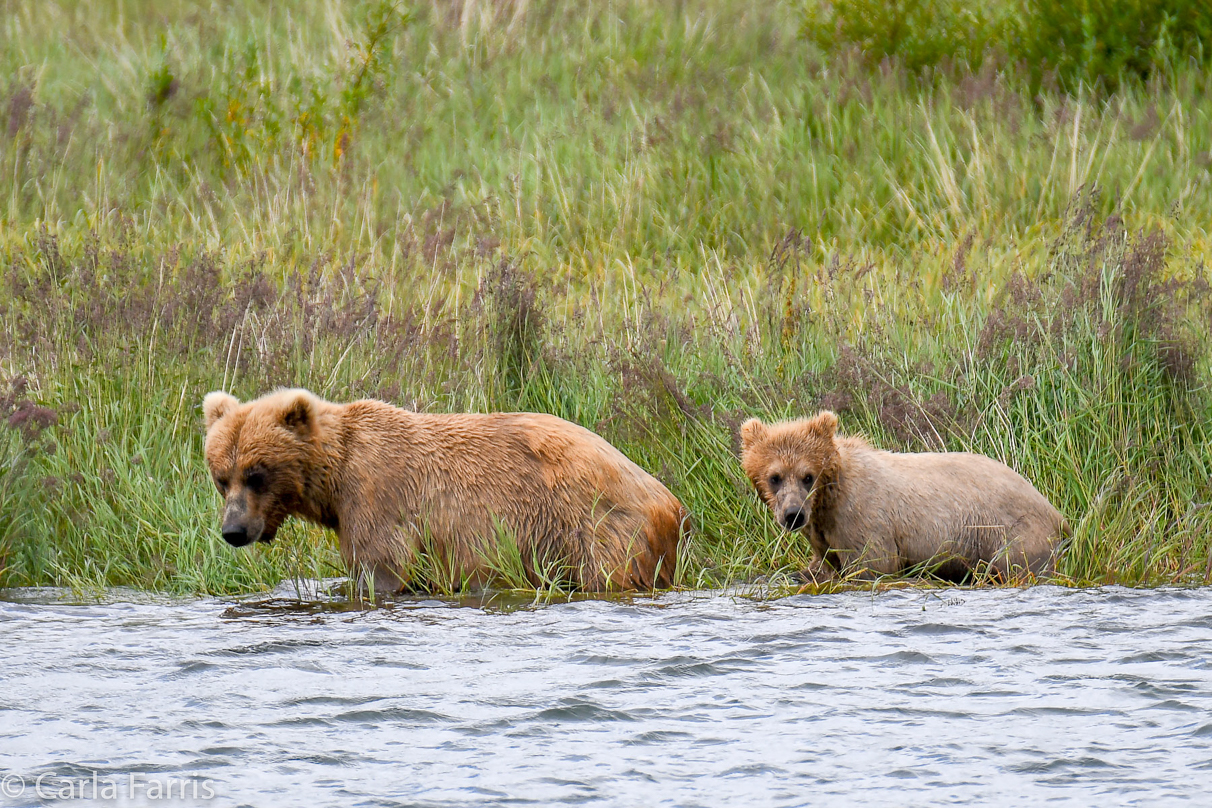 273 & cub (aka Velcro)