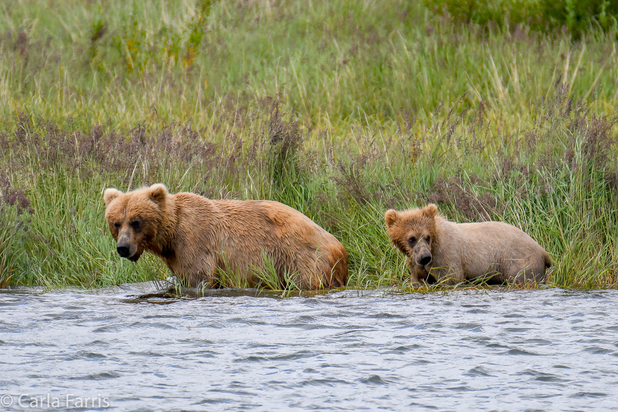 273 & cub (aka Velcro)