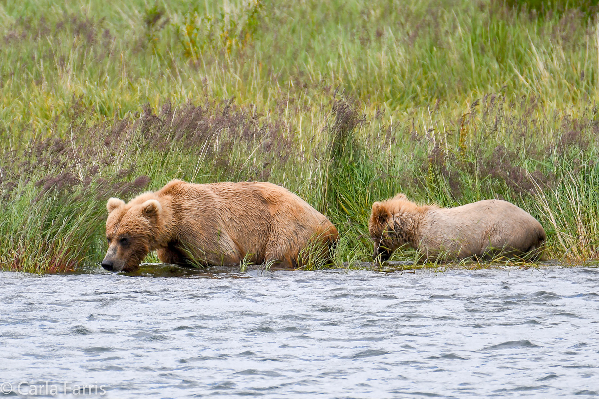 273 & cub (aka Velcro)