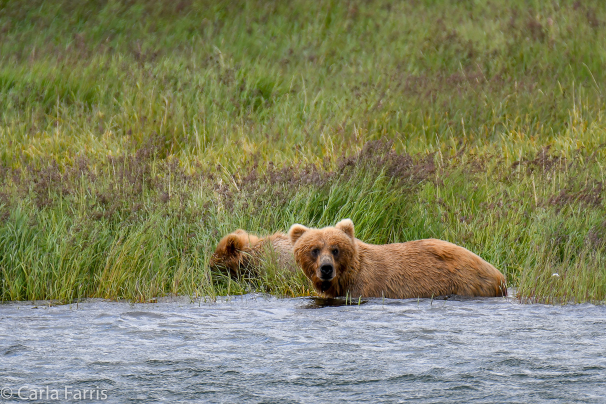 273 & cub (aka Velcro)