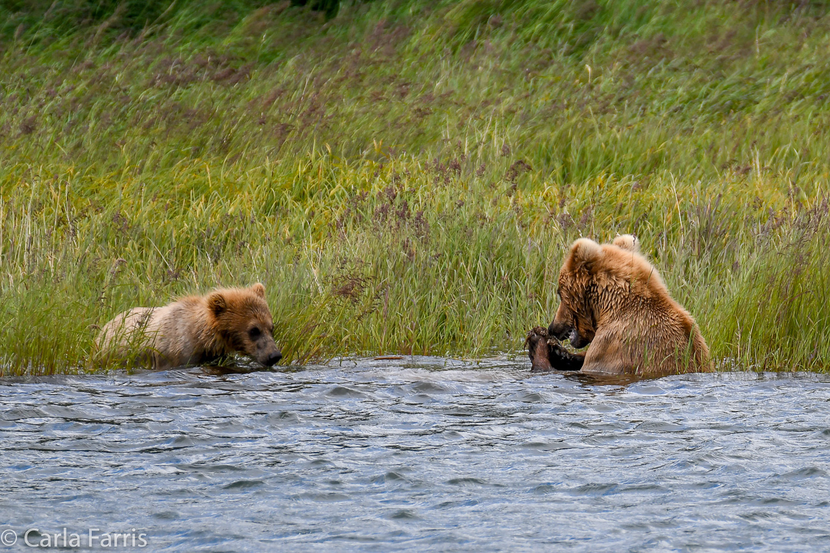 273 & cub (aka Velcro)