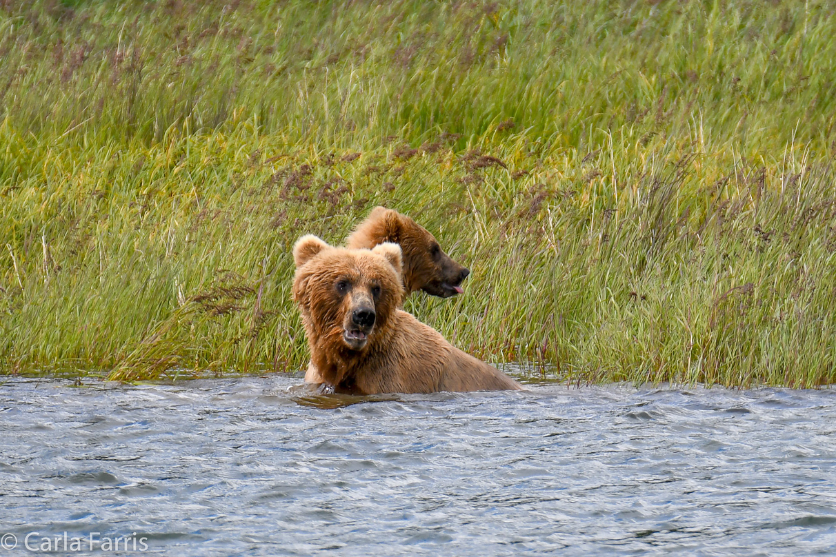 273 & cub (aka Velcro)