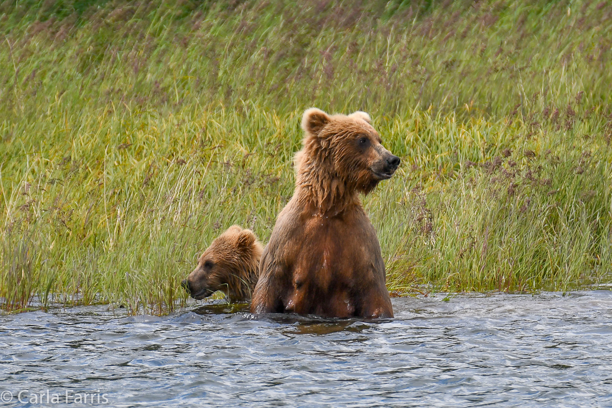 273 & cub (aka Velcro)