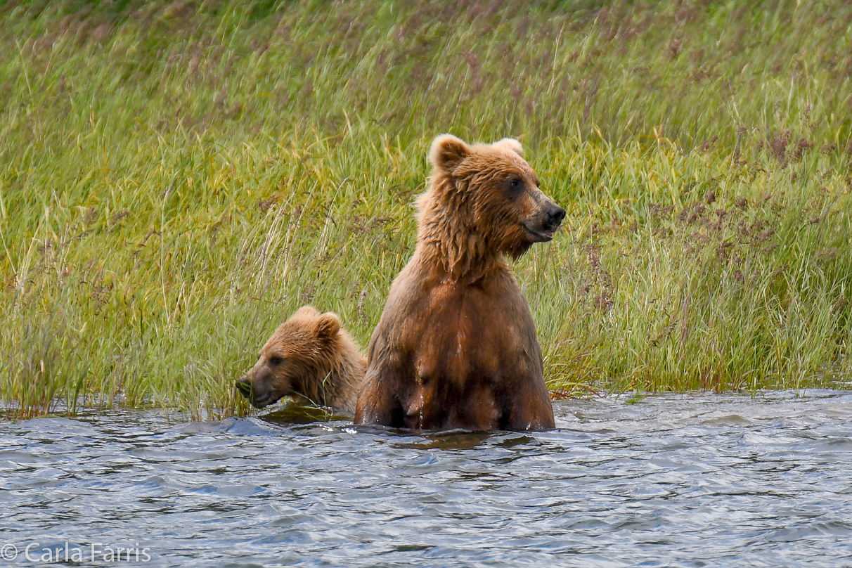 273 & cub (aka Velcro)