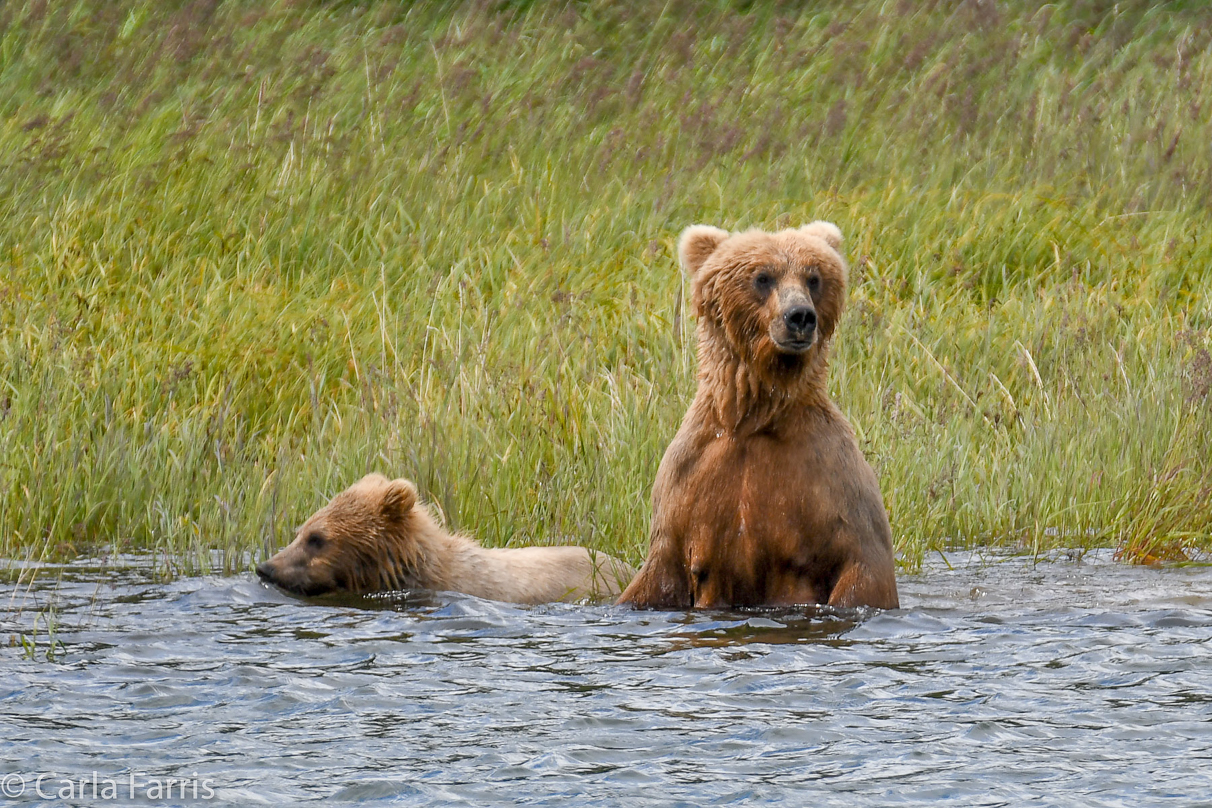 273 & cub (aka Velcro)