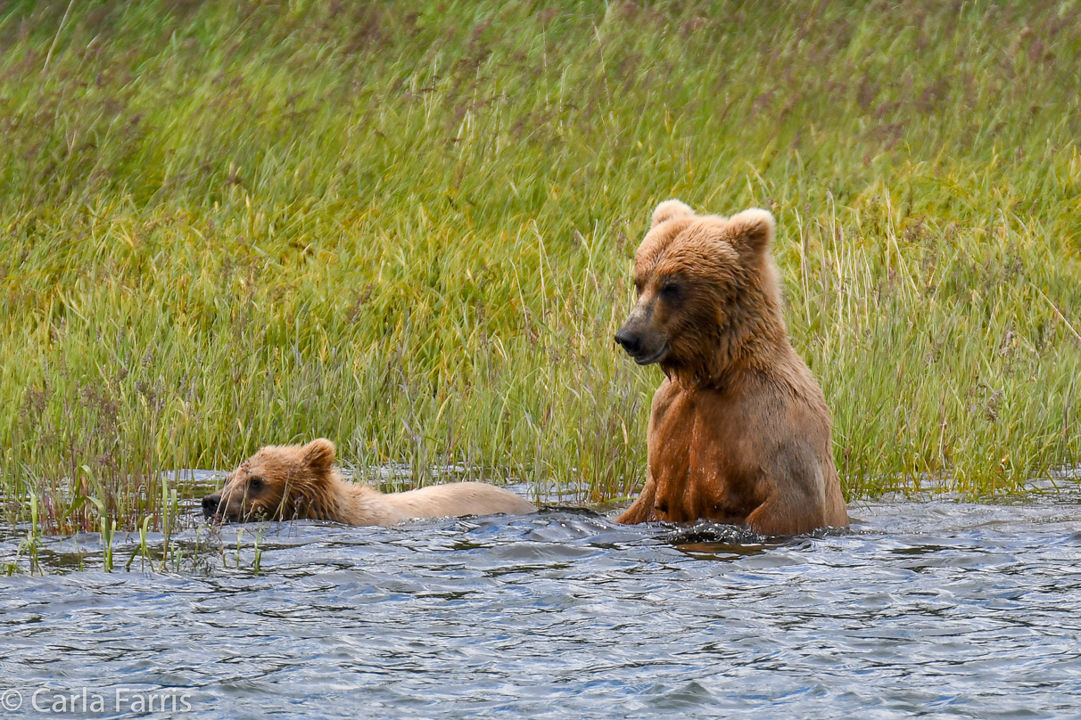 273 & cub (aka Velcro)