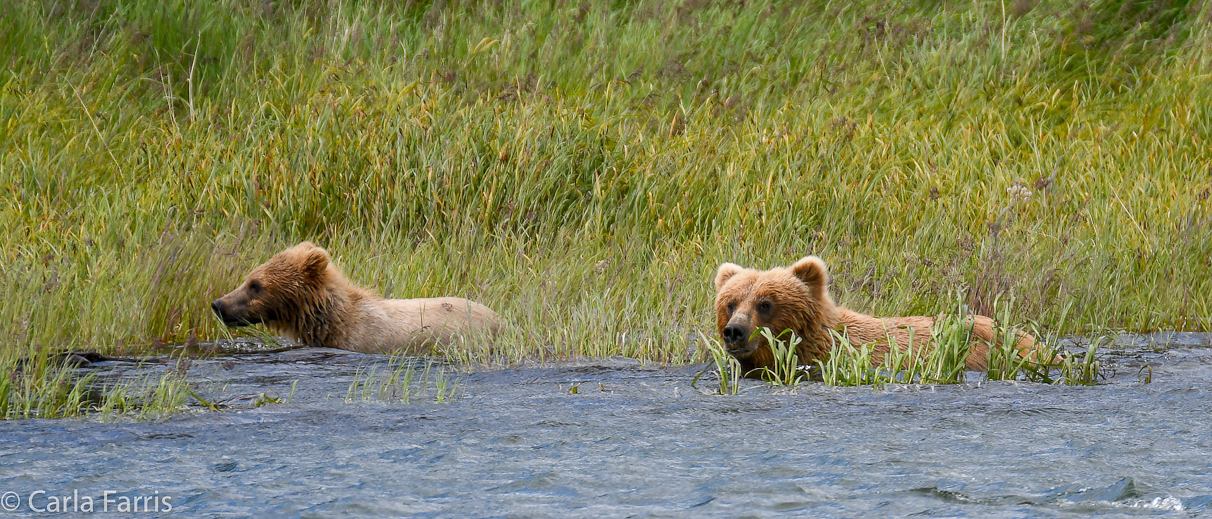 273 & cub (aka Velcro)