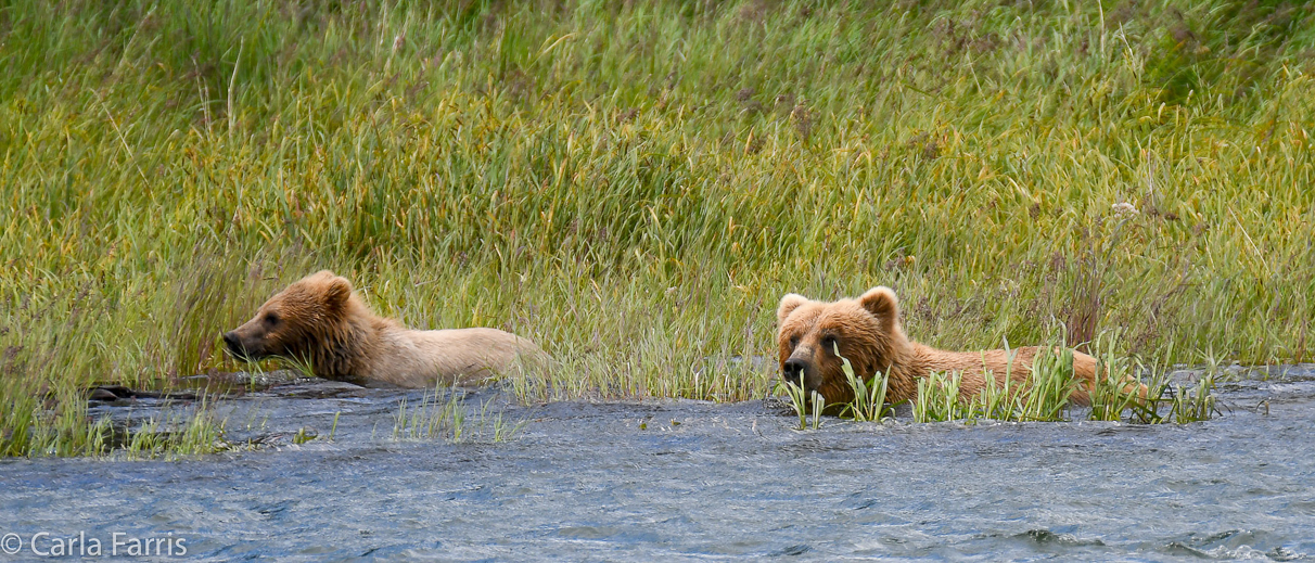 273 & cub (aka Velcro)