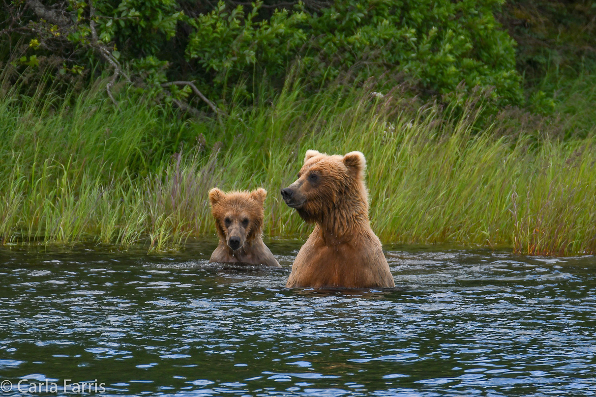 273 & cub (aka Velcro)