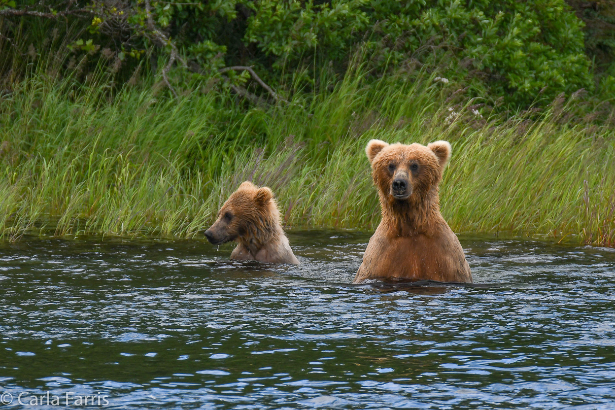 273 & cub (aka Velcro)