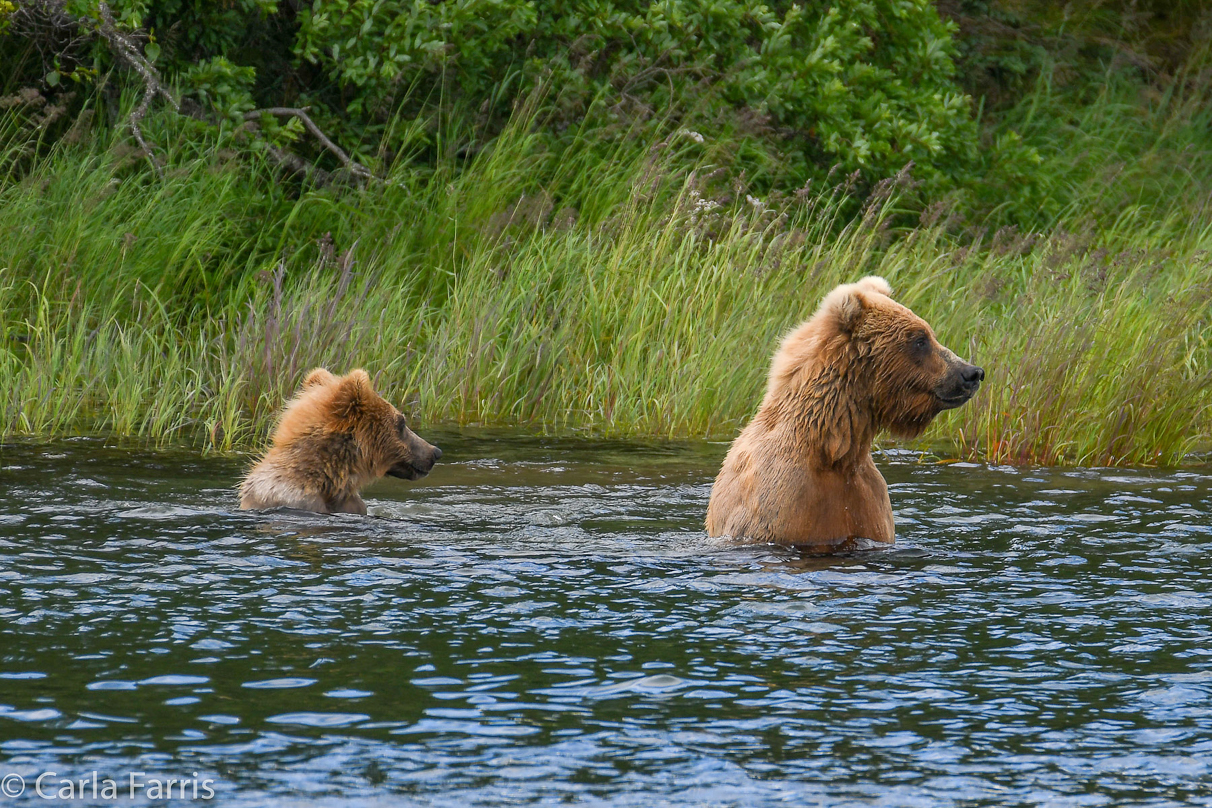 273 & cub (aka Velcro)